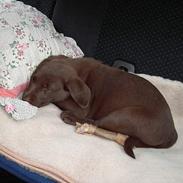 Labrador retriever Coco