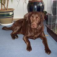 Labrador retriever Coco