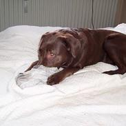 Labrador retriever Coco