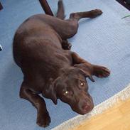 Labrador retriever Coco