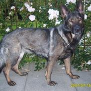 Schæferhund Tika