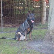 Schæferhund Tika
