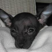 Chihuahua Cocco (2006 - 2008 R.I.P)