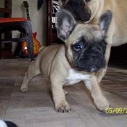 Fransk bulldog Trunte