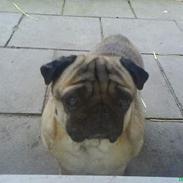 Mops marius