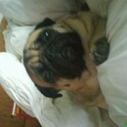 Mops marius