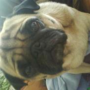 Mops marius