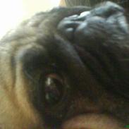 Mops marius