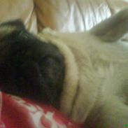 Mops marius