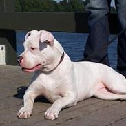 Amerikansk bulldog Duchess
