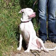 Amerikansk bulldog Duchess