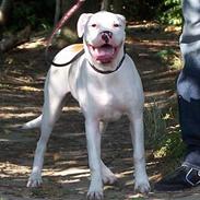 Amerikansk bulldog Duchess