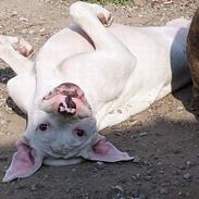 Amerikansk bulldog Duchess