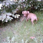 Prazsky krysarik Bella