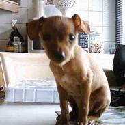 Prazsky krysarik Bella