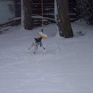 Dansk svensk gaardhund Eddie