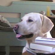 Labrador retriever Bailey