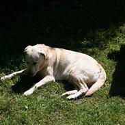 Labrador retriever Bailey