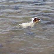 Jack russell terrier Egesgave´s Kaffa