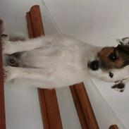 Jack russell terrier Egesgave´s Kaffa