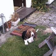 Basset hound Buller