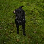 Labrador retriever molli