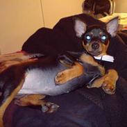 Dvaergpinscher Baby Neela *Kiwa*