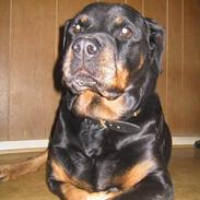 Rottweiler Zenta