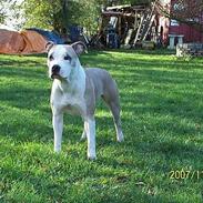 Amerikansk staffordshire terrier Raini