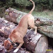 Amerikansk staffordshire terrier Hector  **R.I.P**