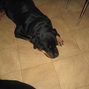 Rottweiler Zenta