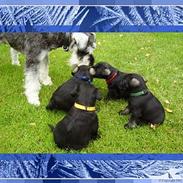 Dvaergschnauzer Skipper