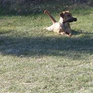 Cane corso Pippi R.I.P.