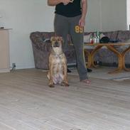 Cane corso Pippi R.I.P.