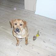 Cane corso Pippi R.I.P.