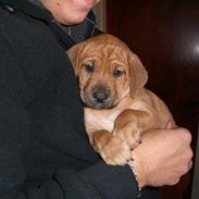 Cane corso Pippi R.I.P.