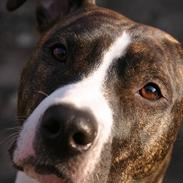 Amerikansk staffordshire terrier Zenta