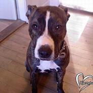 Amerikansk staffordshire terrier Zenta