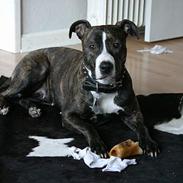 Amerikansk staffordshire terrier Zenta