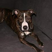 Amerikansk staffordshire terrier Zenta