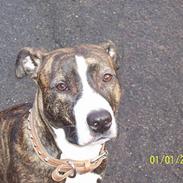 Amerikansk staffordshire terrier Zenta