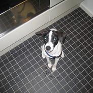 Dansk svensk gaardhund Buster