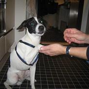 Dansk svensk gaardhund Buster