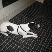 Dansk svensk gaardhund Buster