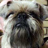 Griffon bruxellois Sokrates