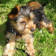 Australian silky terrier Rappe Rita