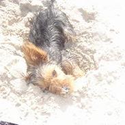 Australian silky terrier Rappe Rita