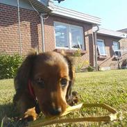 Dværggravhund Trunte