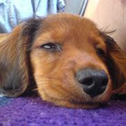 Dværggravhund Trunte