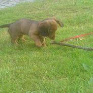 Dværggravhund Trunte